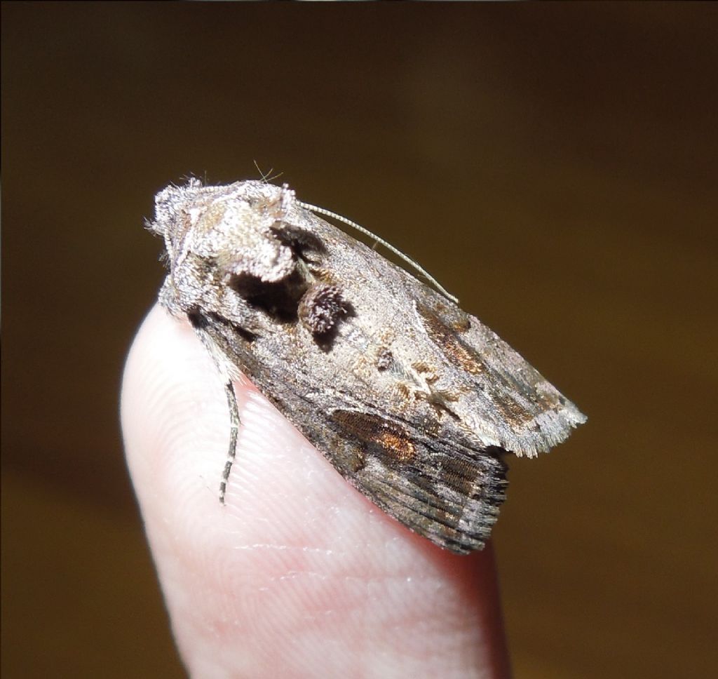 ID Bruchini - Noctuidae Plusiinae, Chrysodeixis chalcites e Ctenoplusia accentifera